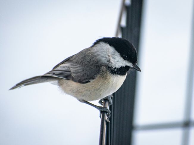 Safe Ways for Older Adults to Hang a Bird Feeder on a Porch Railing
