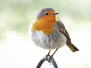 Setting Up a Simple Deck Rail Feeder Seniors Can Reach Without Standing Up