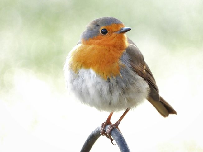 Setting Up a Simple Deck Rail Feeder Seniors Can Reach Without Standing Up