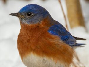 Setting Up a Simple Hanging Bird Feeder by the Garage for Easy Driveway Refills