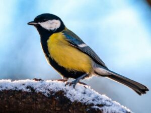 Setting Up an Easy Rail Tray for Feeding Backyard Birds from the Porch