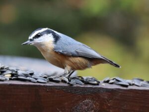 Short Evening Sky-Watching Moments for Retired Seniors
