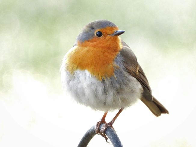 Simple Bird Feeder Refill Tips