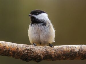 Simple Ways for Seniors to Keep Squirrels Away from Bird Feeders