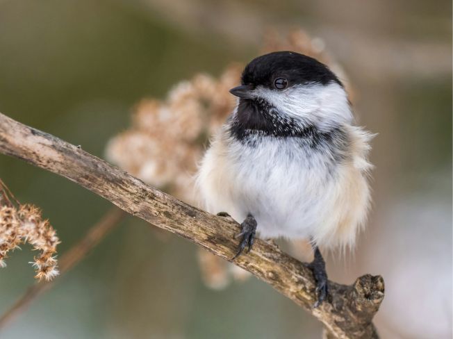 Soft Fingerless Gloves That Help Steady Shaky Hands While Holding a Field Guide