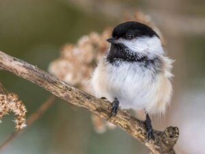 Songbirds You Can Recognize from the Living Room by Sound
