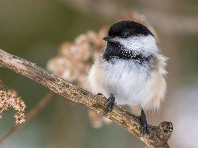 Songbirds You Can Recognize from the Living Room by Sound
