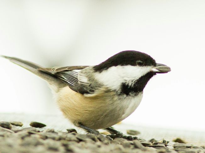 Tiny Colorful Garden Guests Couples Can Notice from Their Kitchen Table