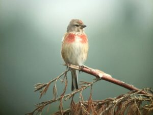 Why a Monocular Helps Birdwatching