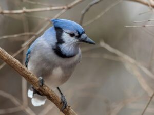 Window Birdwatching Basics at Home
